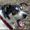 doggyknottingdick's main profile picture